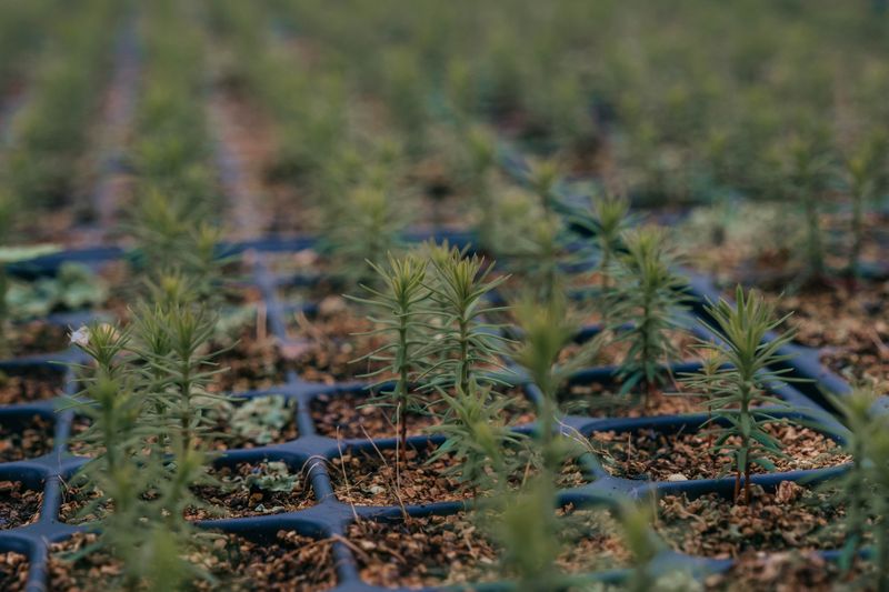 Forestry England Nursery